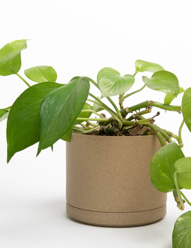 Planter